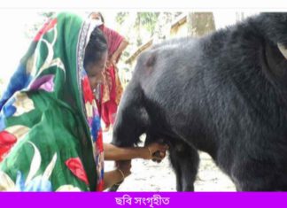 খামারে পাঁঠা দুধ দিচ্ছে,দেখতে উৎসুক জনতার ভিড়