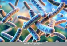 রংপুরে অ্যানথ্রাক্সে আক্রান্ত আটজন রোগী শনাক্ত